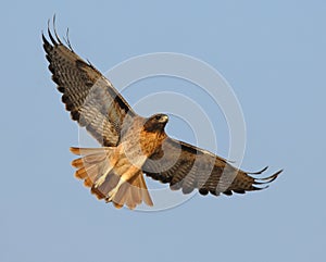 Soaring Red Tail Hawk