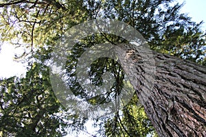 Soaring Redwoods photo
