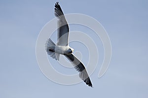 Soaring Sea Gull over Lake of the Woods, Kenora, Ontario, Canada