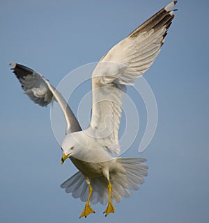 Soaring seagull