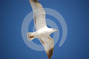 Soaring Seagull