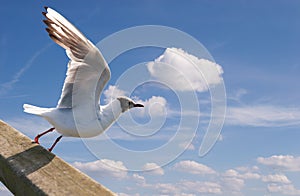 Soaring seagull against the sky