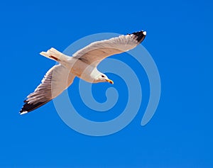 Soaring seagull