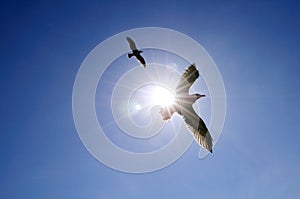 Soaring seagull in blue sky