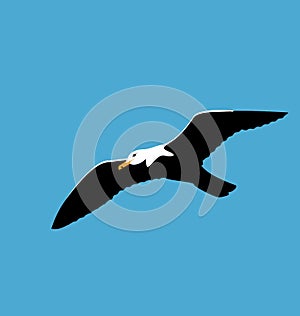 Soaring seagull in blue sky, seabird isolated on blue background