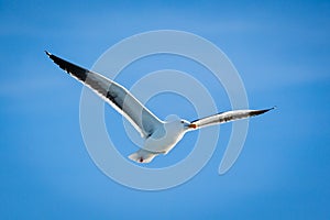 Soaring seagull photo