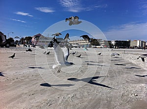 Soaring seagulls at New Smyrna Beach photo