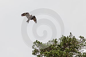 Soaring silhouette of a bird of prey against a blue sky, a kite or an eagle with spread wings flying high above the ground. Symbol