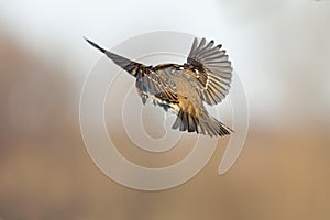 Soaring Sparrow
