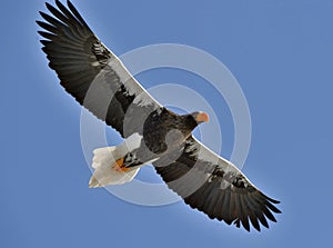 Soaring Steller`s sea eagle. Blue sky background.