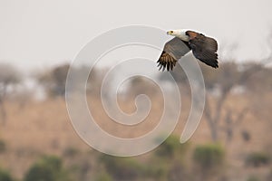 Soaring to new heights