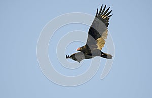 Soaring Turkey Vulture, Georgia, USA
