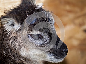 Soay Sheep