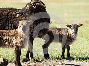 Soay Sheep