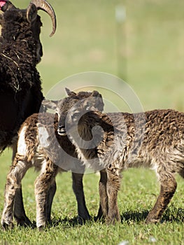 Soay Sheep