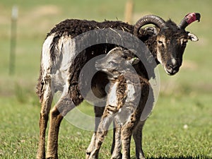 Soay Sheep