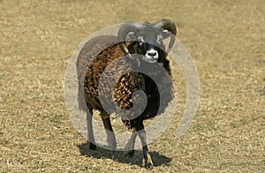 Soay Sheep, Breed from Scotland, Ram
