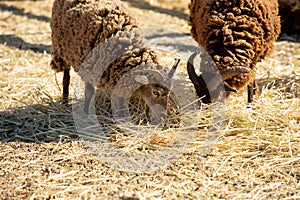 soay sheep feeding at farm