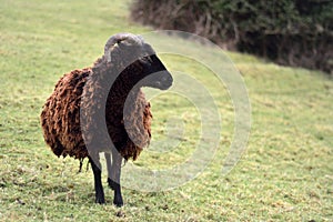 Soay sheep in field