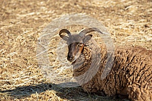 soay sheep on ground at farm