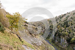 Soay sheep on slopes of Cheddar Gorge