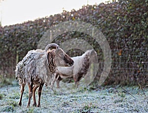 Soay sheep