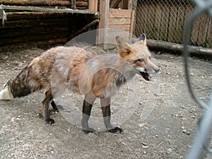 A sobbing fox with black legs and big ears in a zoo or menagerie. The animal is looking forward. Buildings and cells in the
