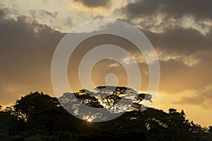 Soberania national park rainforest sunrise. photo