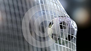 Soccer ball in goal net with slowmotion. Slowmotion football ball in the net.