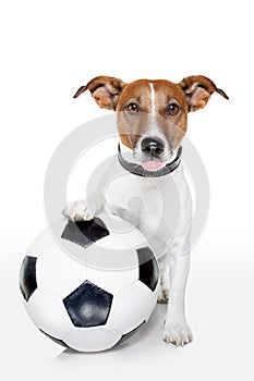 Soccer dog