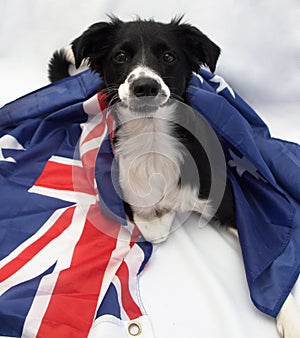 Soccer dog with australian flag