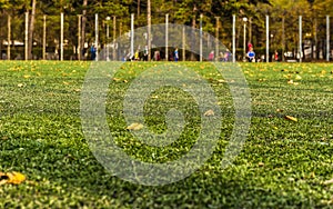 Soccer field covered with dry leaves.