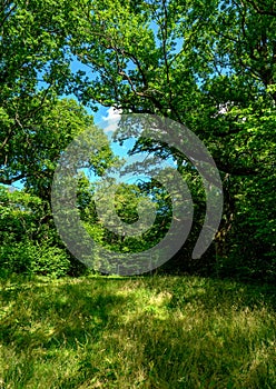 Soccer goals in the forest