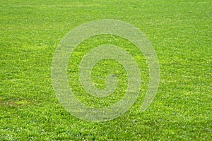 Soccer grass