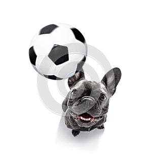 Soccer player dog