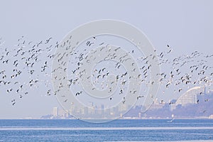 Sochi Black sea Seagulls flying over the sea