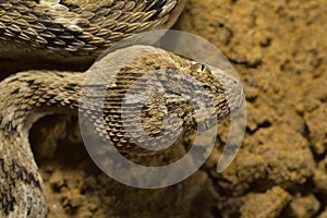 Sochurek`s Saw-scaled Viper, Echis Carinatus Sochureki Closeup of Head. Desert National Park