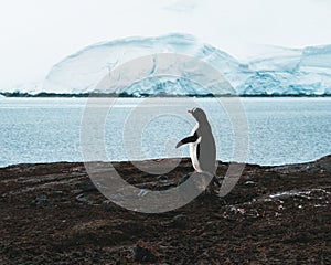 Sociable birds, Gentoo penguins, Pygoscelis Papua on a floating iceberg, one jumping out of the sea to join other birds