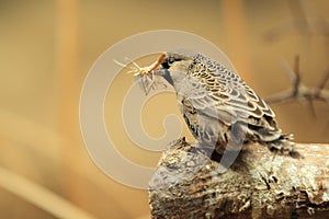 Sociable weaver