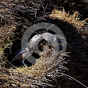 Sociable weaver bird building a nest