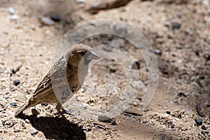 Sociable Weaver Bird at Kgalagadi