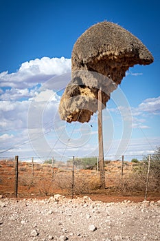 Sociable weaver bird large collective nest