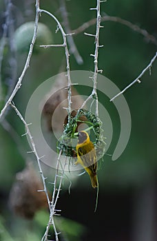 Sociable weaver bird, Namibia