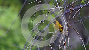 Sociable weaver bird, Namibia