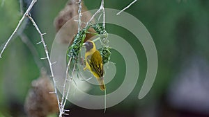 Sociable weaver bird & nest, Namibia