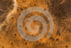 Sociable weaver bird, Philetairus socius, nest on a tree branch, Namibia