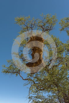 Sociable weaver bird, Philetairus socius, nest on a tree branch, Namibia