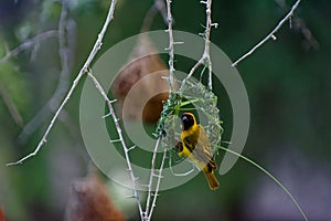 Sociable weaver bird weaving nest, Namibia