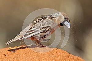Sociable weaver kicking up dirt looking for seeds photo