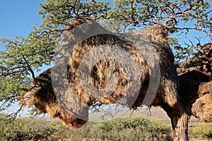 Sociable weaver nest